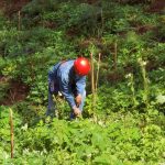 JHMC Tree Planting 1