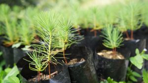 CJH FORESTERS, GARDENERS CHAMPION INDIGENOUS FLORA AT THE JHMC NURSERY