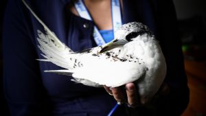 Juvenile Red-tailed Tropicbird Rescued on Camp John Hay’s Yellow Trail